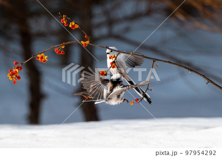 雪の妖精　シマエナガ 97954292