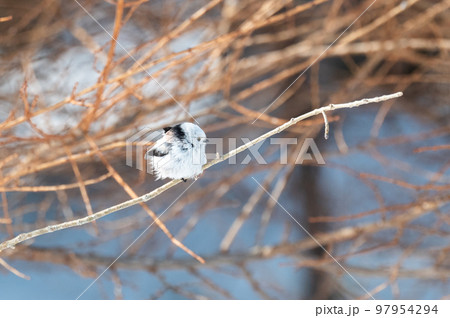 雪の妖精　シマエナガ 97954294