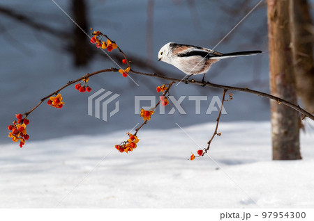 雪の妖精 シマエナガ 雪の妖精 シマエナガ 97954300