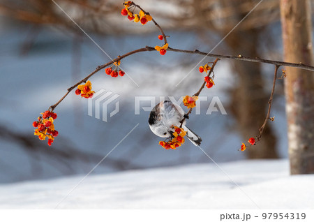 雪の妖精　シマエナガ 97954319