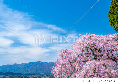 【春素材】南信州の一本桜・吉瀬のしだれ桜【長野県】 【春素材】南信州の一本桜・吉瀬のしだれ桜【長野県】 97954653