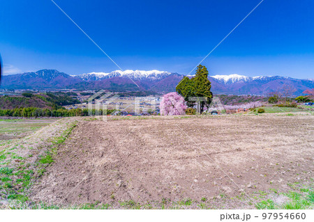 【春素材】南信州の一本桜・吉瀬のしだれ桜【長野県】 【春素材】南信州の一本桜・吉瀬のしだれ桜【長野県】 97954660