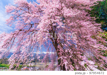 【春素材】南信州の一本桜・吉瀬のしだれ桜【長野県】 97954672