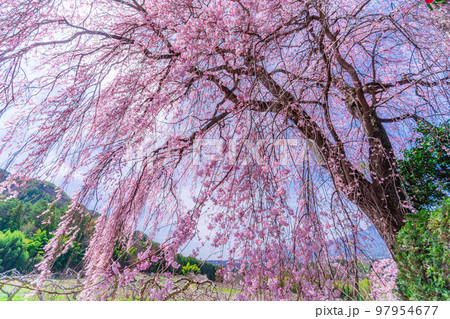 【春素材】南信州の一本桜・吉瀬のしだれ桜【長野県】 【春素材】南信州の一本桜・吉瀬のしだれ桜【長野県】 97954677