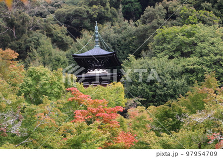 うっすら色づき始めたもみじの永観堂　 97954709