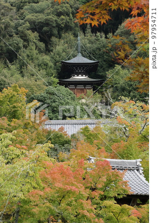 うっすら色づき始めたもみじの永観堂　 97954711