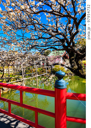 東京 江東区 亀戸天神社 梅まつり 東京 江東区 亀戸天神社 梅まつり 97954732