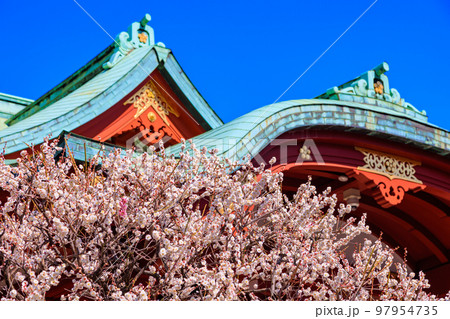 東京　江東区　亀戸天神社　梅まつり 97954735