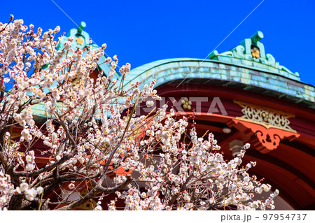 東京　江東区　亀戸天神社　梅まつり 97954737