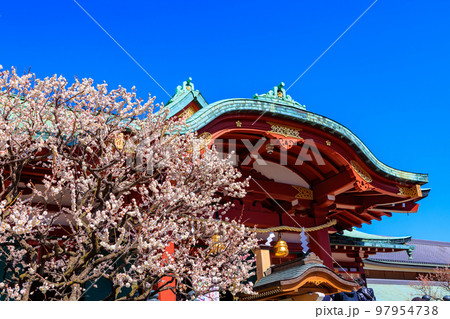 東京 江東区 亀戸天神社 梅まつり 東京 江東区 亀戸天神社 梅まつり 97954738