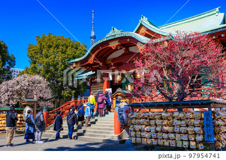 東京　江東区　亀戸天神社　梅まつり 97954741