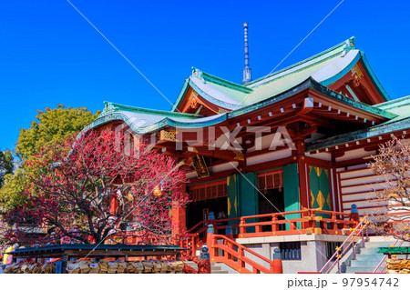 東京 江東区 亀戸天神社 梅まつり 東京 江東区 亀戸天神社 梅まつり 97954742