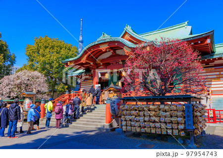 東京　江東区　亀戸天神社　梅まつり 97954743