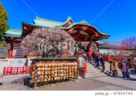 東京 江東区 亀戸天神社 梅まつり 東京 江東区 亀戸天神社 梅まつり 97954744