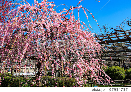 東京　江東区　亀戸天神社　梅まつり 97954757