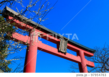 東京　江東区　亀戸天神社　梅まつり 97954763