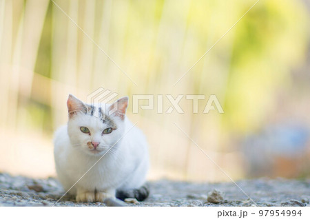 京都 伏見稲荷大社の森に暮らす野生の白猫 97954994