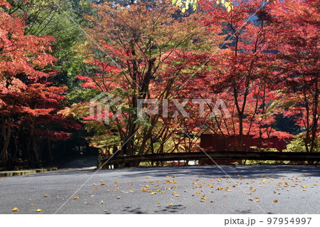 照り輝く紅葉 滑床渓谷 (愛媛県) 照り輝く紅葉 滑床渓谷 (愛媛県) 97954997