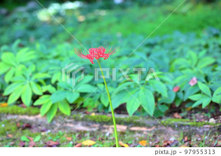 ヒガンバナの花 97955313