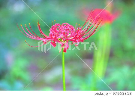 ヒガンバナの花 97955318