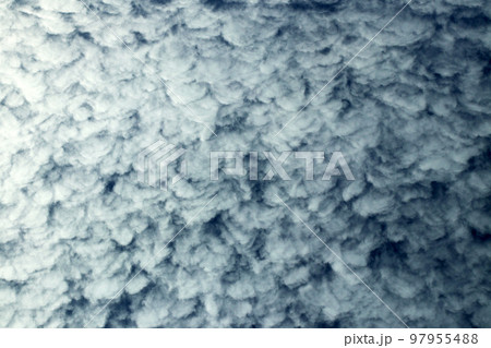 秋の空、鰯雲(鯖雲、鰺雲)の形状縦位置画像。 秋の空、鰯雲(鯖雲、鰺雲)の形状縦位置画像。 97955488