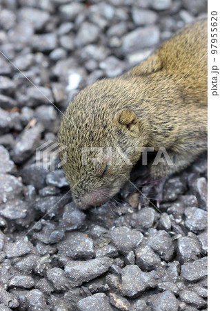 生後間もない赤ちゃんニホンリス、捕食者が落としたのか、アスファルト道路で保護を待っている状態。 生後間もない赤ちゃんニホンリス、捕食者が落としたのか、アスファルト道路で保護を待っている状態。 97955620