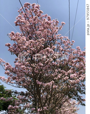 インドの初夏に見られる桜の様な花 インドの初夏に見られる桜の様な花 97955847
