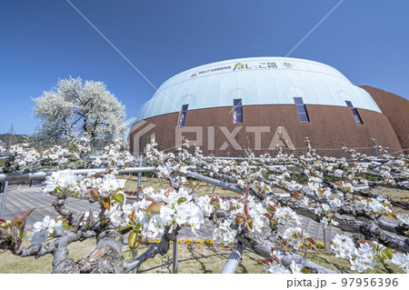 なしっこ館 に咲く、二十世紀梨の花 なしっこ館 に咲く、二十世紀梨の花 97956396
