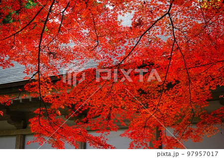 世界遺産関山中尊寺 97957017