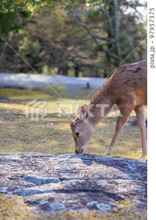 奈良公園の鹿【日本:奈良】 奈良公園の鹿【日本:奈良】 97957375