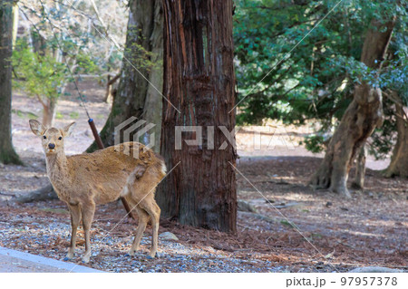 奈良公園の鹿【日本:奈良】 奈良公園の鹿【日本:奈良】 97957378