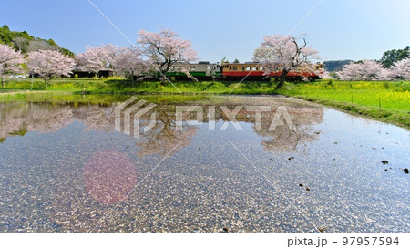 春の千葉小湊鉄道 水田に散る桜の花びら越しの飯給駅(いたぶ駅）に停車する列車 97957594