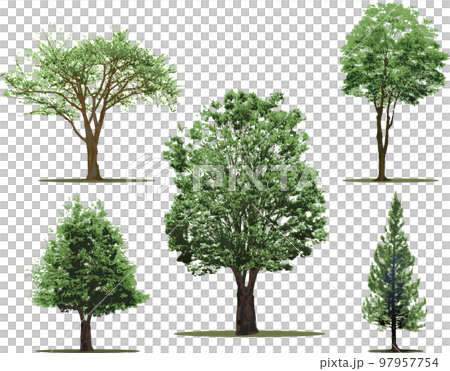 木　樹木　セット 97957754