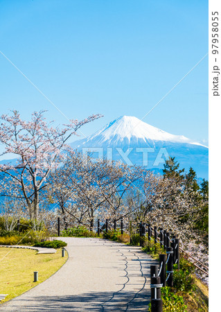 日本平から富士山を望む(春) 日本平から富士山を望む(春) 97958055