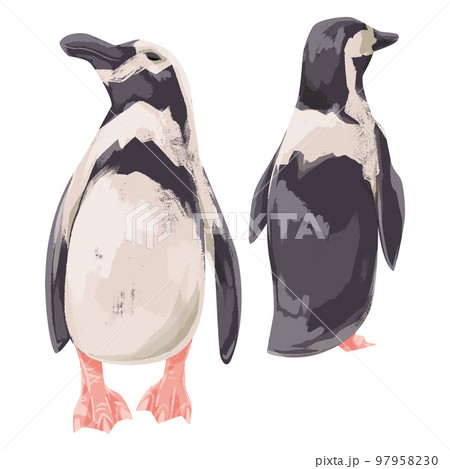 ペンギンの手描き水彩風イラスト 97958230