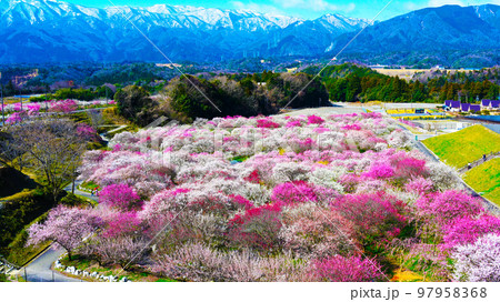 いなべ市梅林公園 満開の梅の花 いなべ市梅林公園 満開の梅の花 97958368