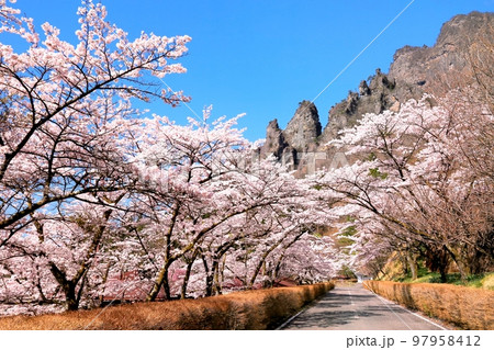 妙義山さくらの里 97958412