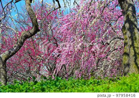いなべ市梅林公園　満開の梅の花 97958416