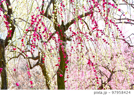 いなべ市梅林公園　満開の梅の花 97958424