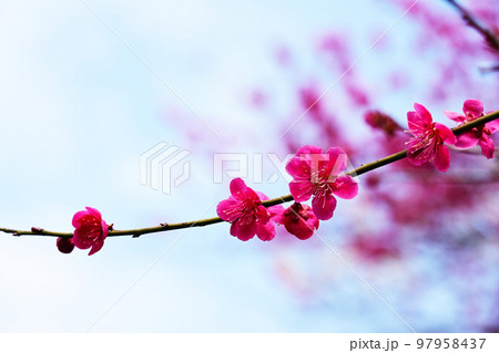 いなべ市梅林公園　満開の梅の花 97958437