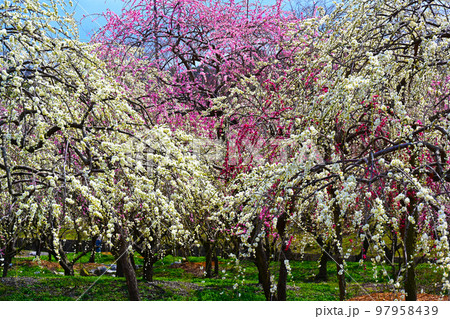 いなべ市梅林公園　満開の梅の花 97958439