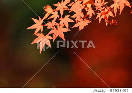 秋 もみじ 97958495