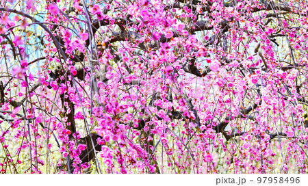 いなべ市梅林公園　満開の梅の花 97958496