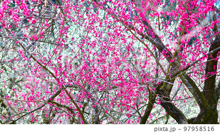 いなべ市梅林公園　満開の梅の花 97958516