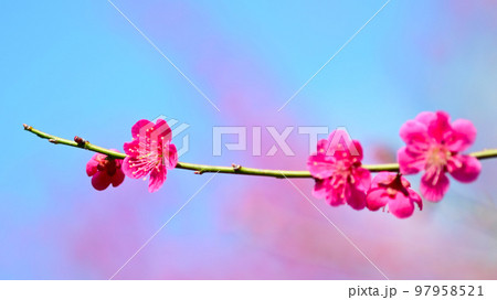 いなべ市梅林公園　満開の梅の花 97958521