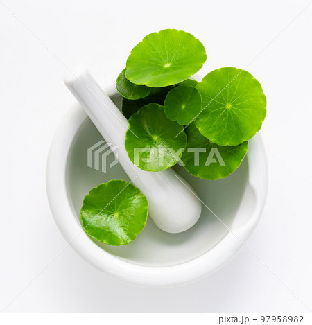 Close up centella asiatica leaves with white mortar isolated on white background top view. 97958982