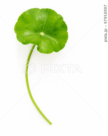 Close up centella asiatica leaves with rain drop isolated on white background top view. 97958997