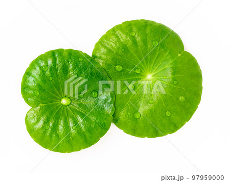 Close up centella asiatica leaves with rain drop in petri dish isolated on white background top view. 97959000