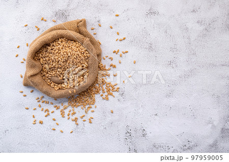 Wheat ears and wheat grains set up on white concrete background. 97959005