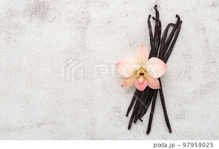 Dried vanilla sticks and orchid flower set up on white concrete background. 97959025